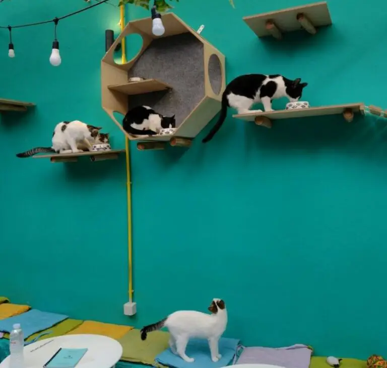 cat cafe